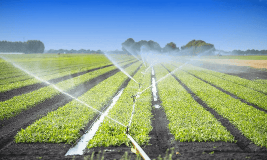 Automation in the Food Processing Industry: What to Expect