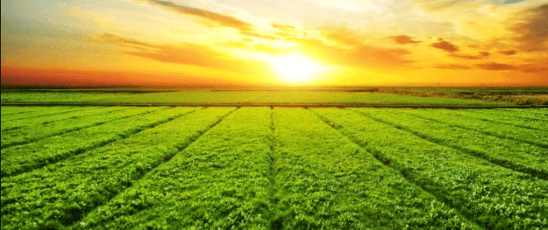 Agriculture and Farming Gloves, What’s the Best Choice?