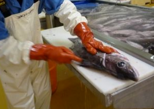 Fish Processing Gloves