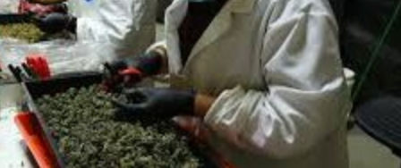 Best Disposable Gloves for Cannabis Cultivation